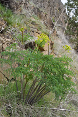 Lomatium multifidum