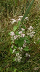 Mikania scandens
