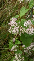 Mikania scandens