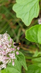 Mikania scandens
