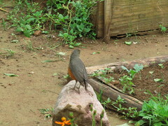 Turdus rufiventris