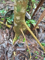 Cecropia schreberiana