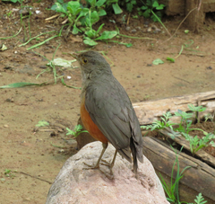 Turdus rufiventris