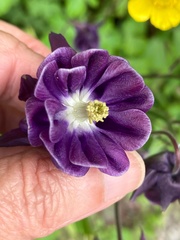 Aquilegia vulgaris