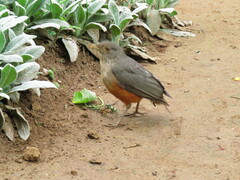 Turdus rufiventris