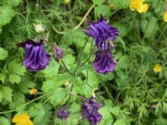 Aquilegia vulgaris