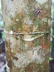 Cecropia schreberiana