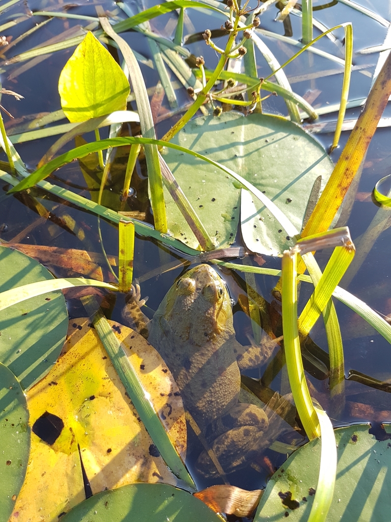 American Bullfrog