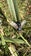 Tachinidae