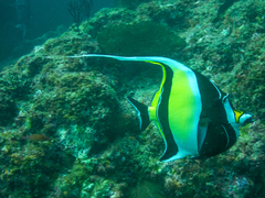 Zanclus cornutus