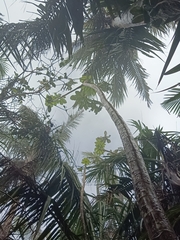 Cecropia schreberiana