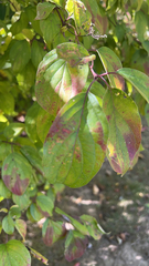Cornus sanguinea