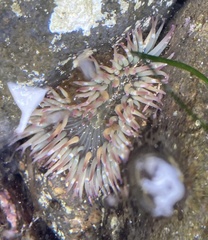 Anthopleura
