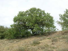 Pistacia atlantica mutica