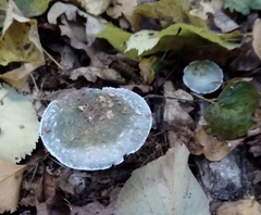 Stropharia aeruginosa