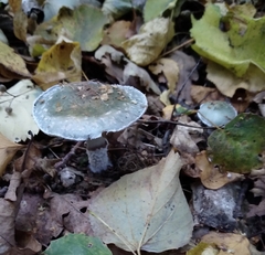 Stropharia aeruginosa
