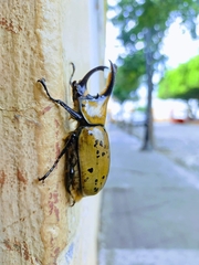 Dynastes hyllus