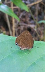 Arhopala major major