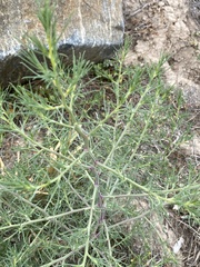 Salsola collina