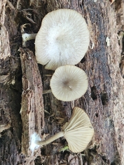 Arrhenia epichysium