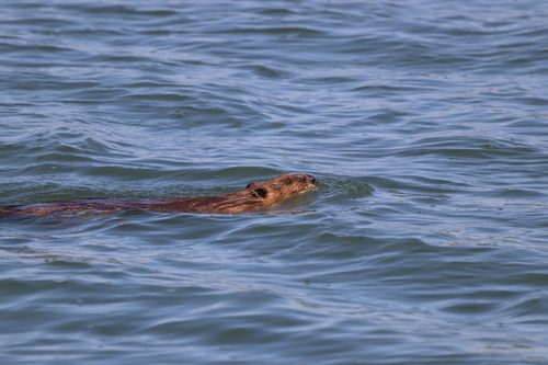 American Beaver photographed in Nebraska