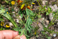 Dalea prostrata