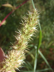 Amaranthus powellii