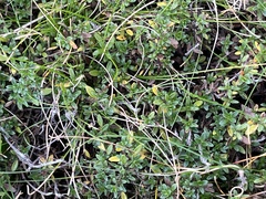 Thymus serpyllum