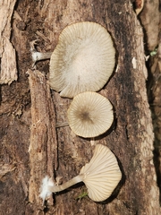 Arrhenia epichysium