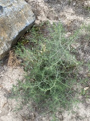 Salsola collina
