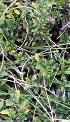 Thymus serpyllum