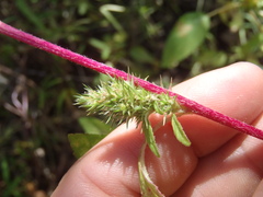 Amaranthus powellii