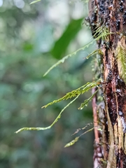 Cochlidium serrulatum