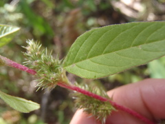 Amaranthus powellii