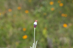 Porophyllum linaria
