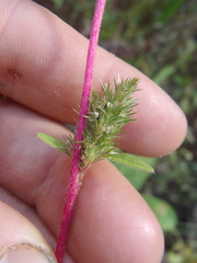 Amaranthus powellii
