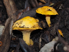 Cantharellus cibarius