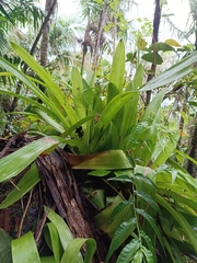 Guzmania berteroniana