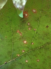 Polystepha globosa