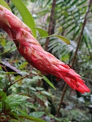 Guzmania berteroniana