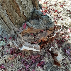 Ganoderma polychromum