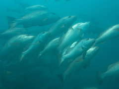 Lutjanus novemfasciatus