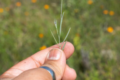 Porophyllum linaria