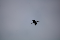 Nannopterum brasilianum