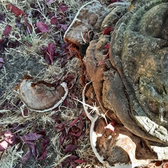 Ganoderma polychromum