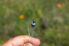 Porophyllum linaria