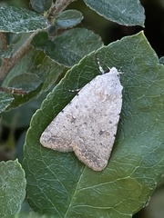 Caradrina montana