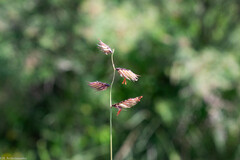 Bouteloua chondrosioides