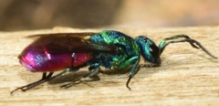 Chrysura
