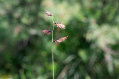 Bouteloua chondrosioides